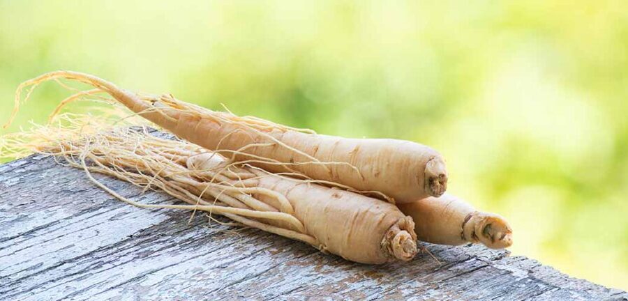 planta de gingseng